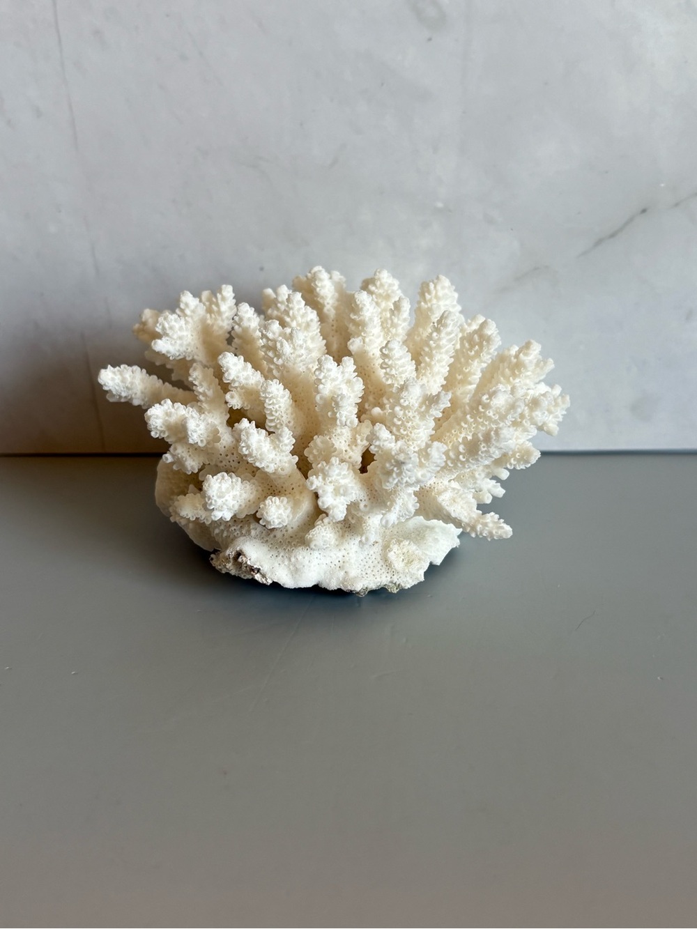 2 1/2” High Piece of Natural Cauliflower Coral